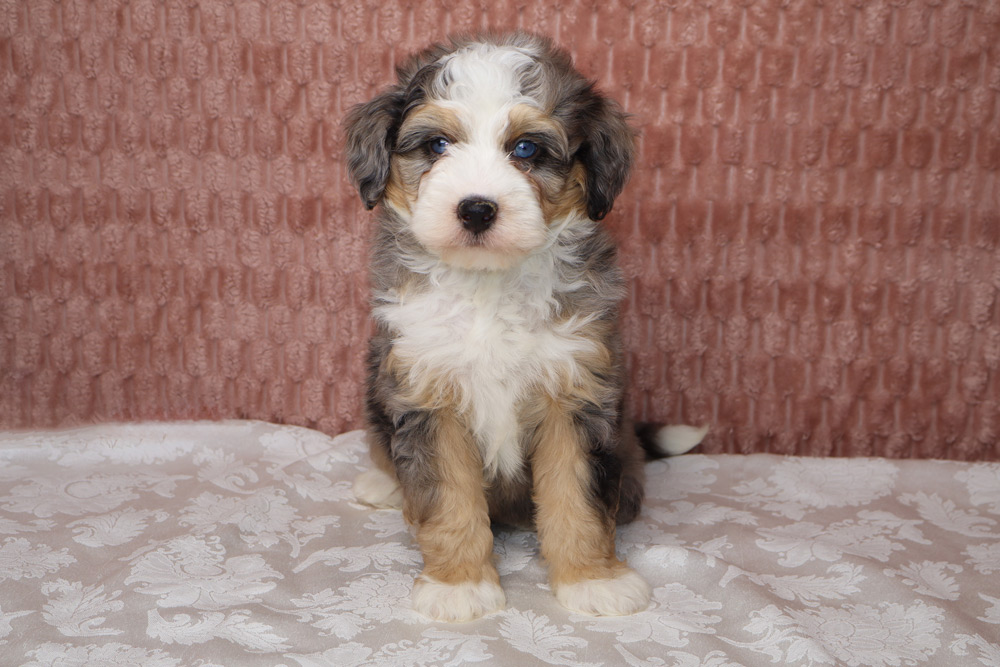 Fluffy tricolor puppy with white face and tan and black markings sits on a patterned tablecloth in front of a pink textured wall.