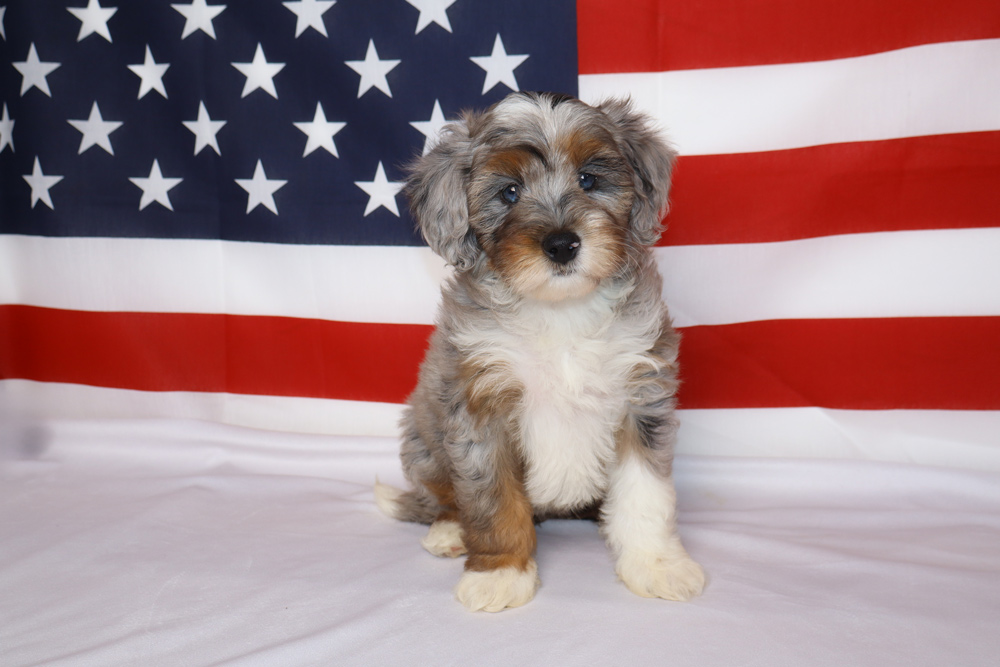 Adorable small puppy with tri-color fur sitting on a white surface in front of a waving American flag backdrop. Recency: current pose emphasizes patriotism and cuteness.