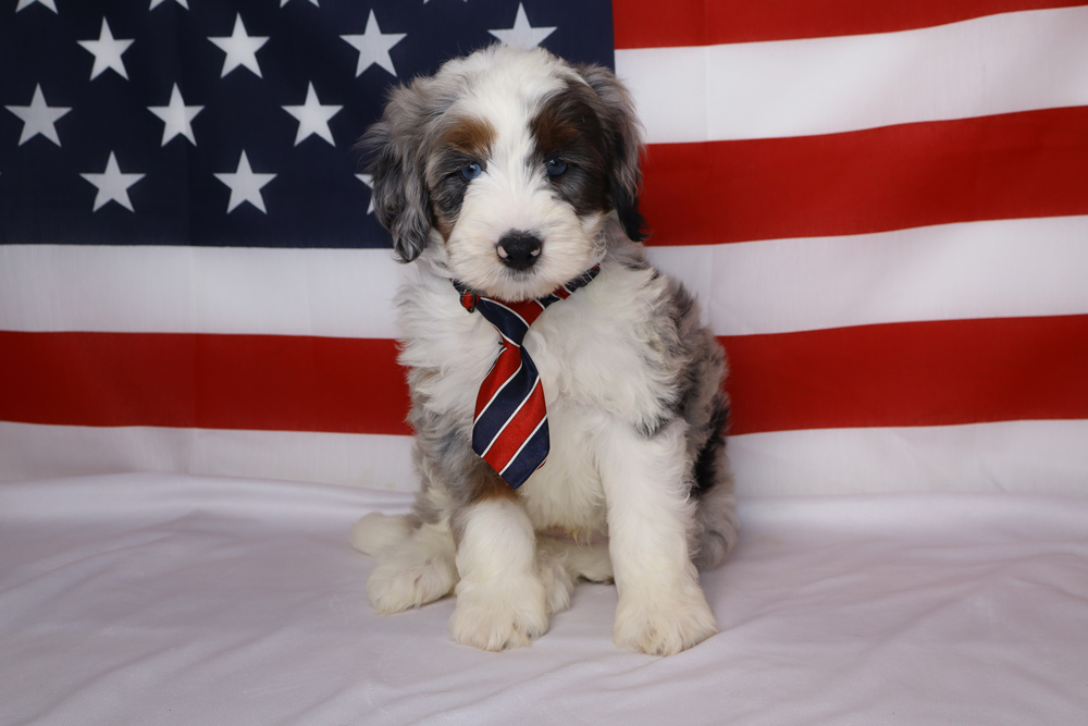 Fluffy puppy wearing a red, white, and blue striped tie sits in front of an American flag backdrop.