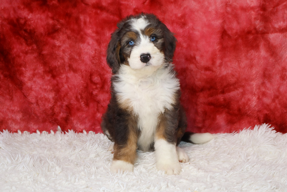 Fluffy tri-color puppy with blue eyes sitting on a white rug against a red backdrop.