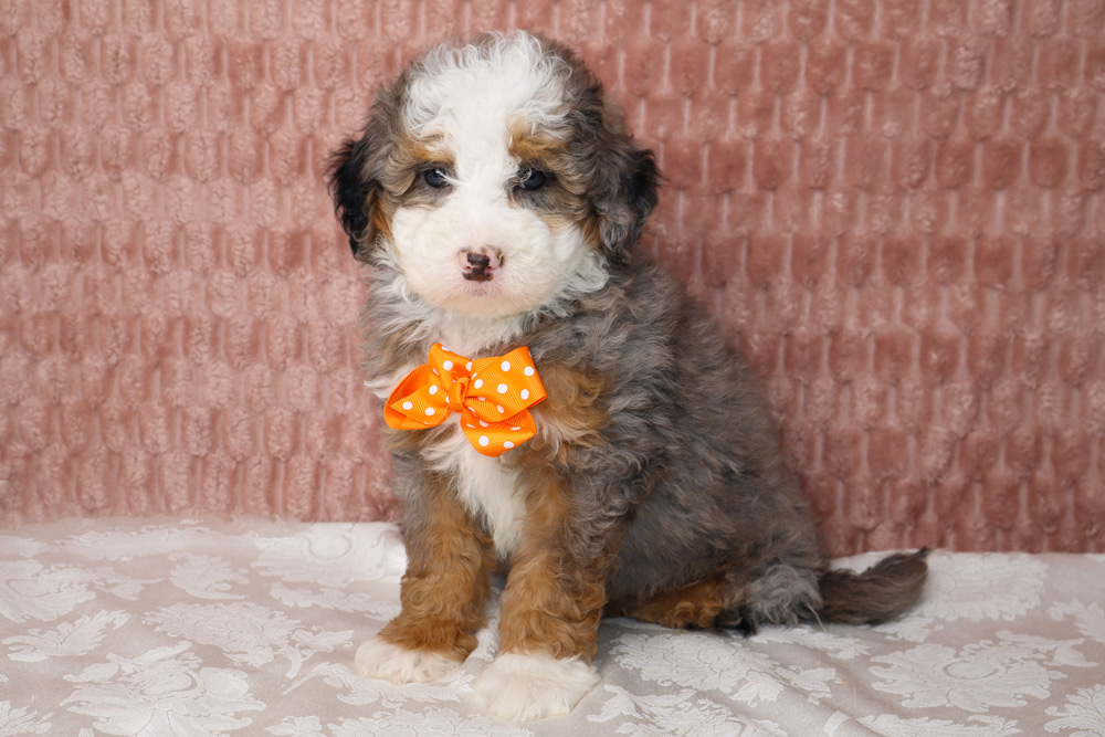 Fluffy tri-color puppy with an orange polka-dot bow tie, sitting on a white patterned blanket.
