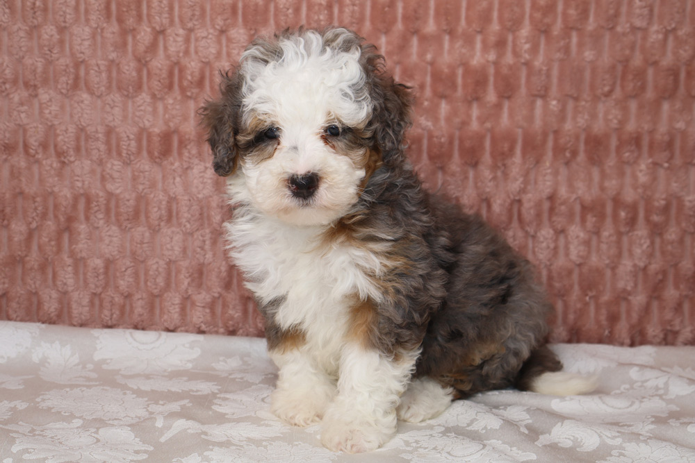 Fluffy tricolor puppy with white, black, and brown fur sitting on a patterned blanket against a pink wall, looking at the camera.