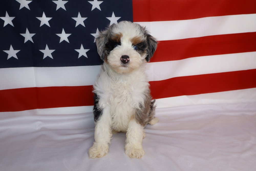 Small fluffy puppy with a white, black, and tan coat sits on a white surface in front of a large American flag backdrop.
