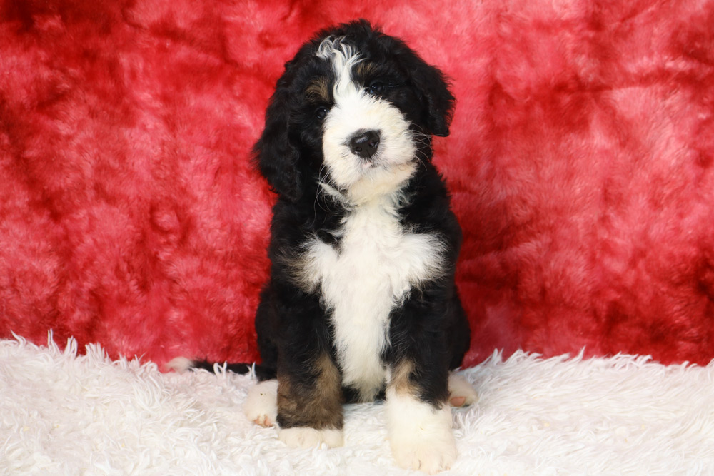 Cute black, white, and tan puppy sitting on a white fluffy rug against a red velvety backdrop, facing the camera.
