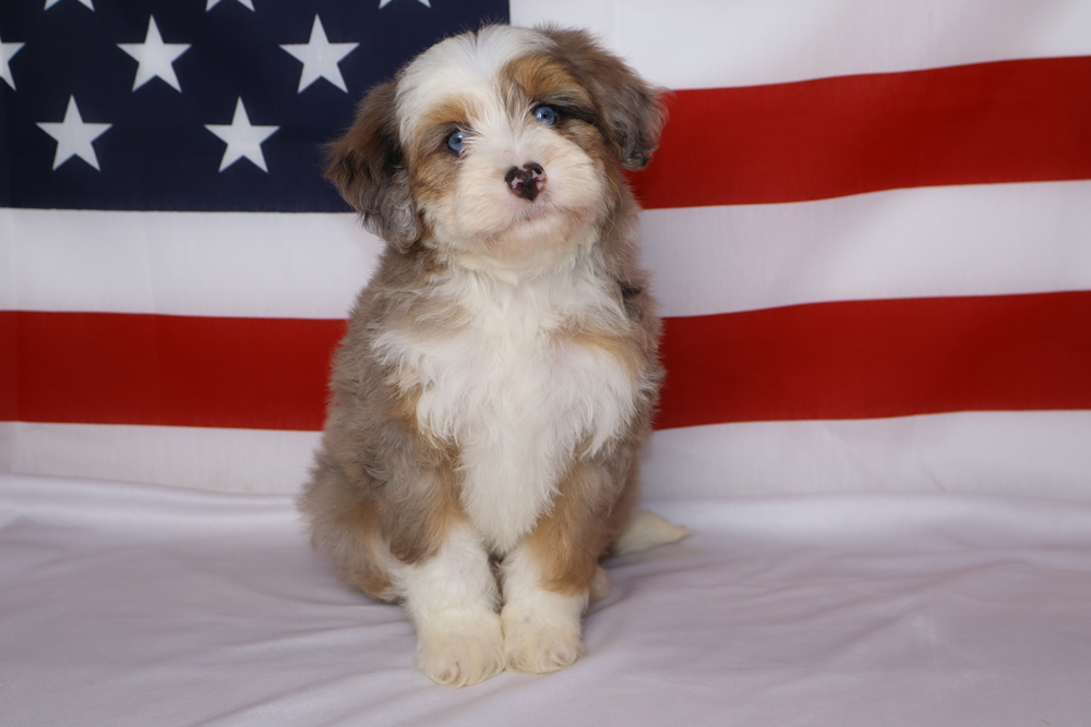 Fluffy tricolor puppy sitting on a white surface with an American flag as background.