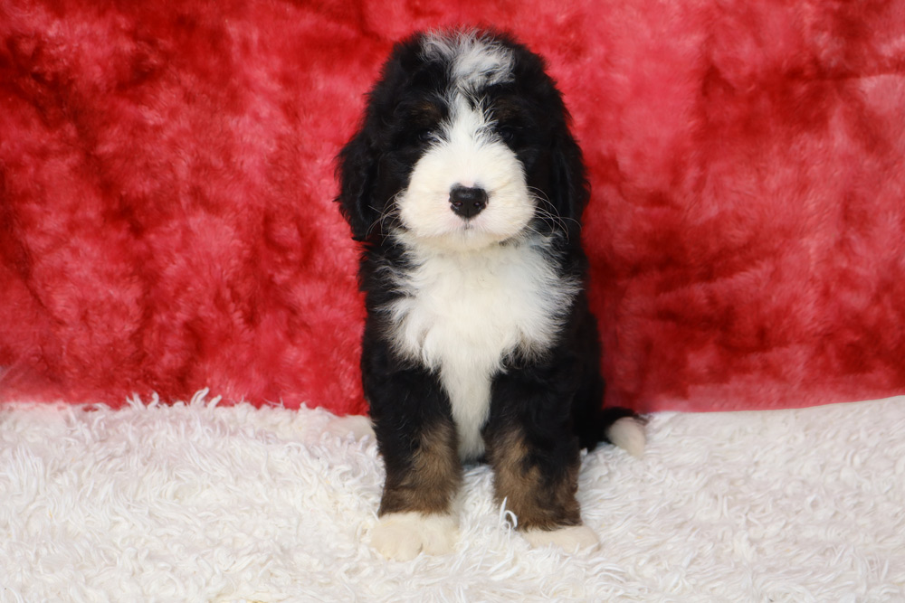 Cute black, white, and brown puppy sitting on a white fluffy rug with a red backdrop behind it.