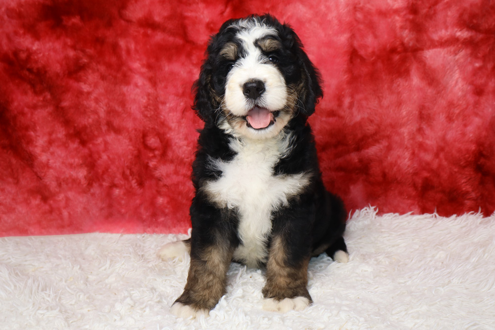 Young Bernedoodle puppy sitting on a white fluffy rug with a red backdrop, tongue out and looking at the camera.