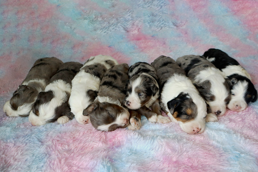 Several newborn puppies snuggling on a pastel pink‑blue fluffy blanket, with white, gray, and black patches visible.