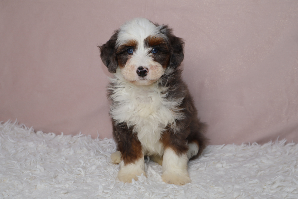 Young fluffy tricolor puppy with blue eyes sitting on a white shag rug against a pale pink backdrop, looking at the camera.