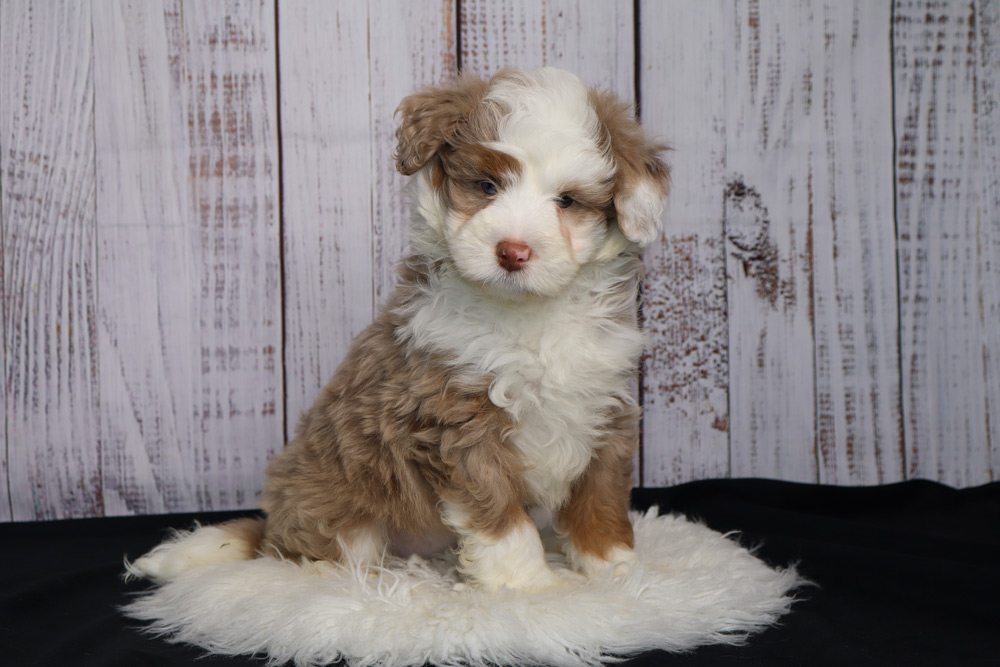 Fluffy brown and white puppy sitting on a white faux fur rug with a wooden panel backdrop behind.