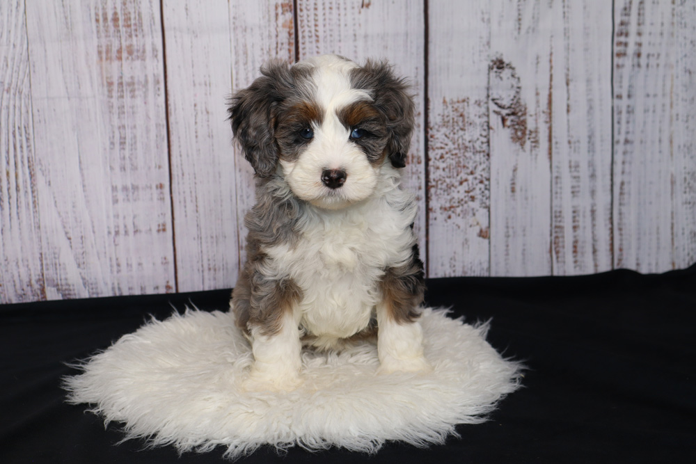 Adorable fluffy puppy with white, gray, and brown fur sitting on a white shag rug against a rustic wooden backdrop, looking at the camera.