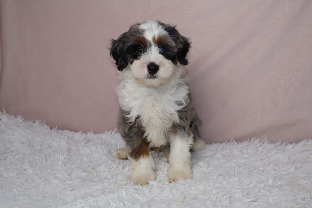 Adorable tricolor puppy with white chest sitting on a fluffy white rug against a pink backdrop.