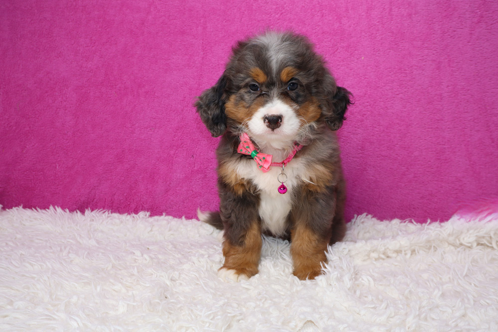 Tri-color fluffy puppy sitting on a white shag rug with a pink backdrop, wearing a pink bow and collar.