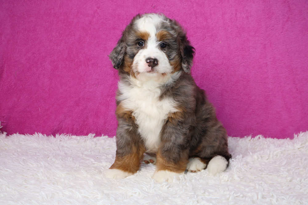 Adorable tricolor puppy (Bernedoodle) sits on a white fluffy rug against a bright pink backdrop, looking at the camera.