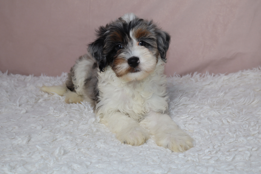 Fluffy tricolor puppy with white, black, and brown fur lying on a white shag rug against a pale pink background