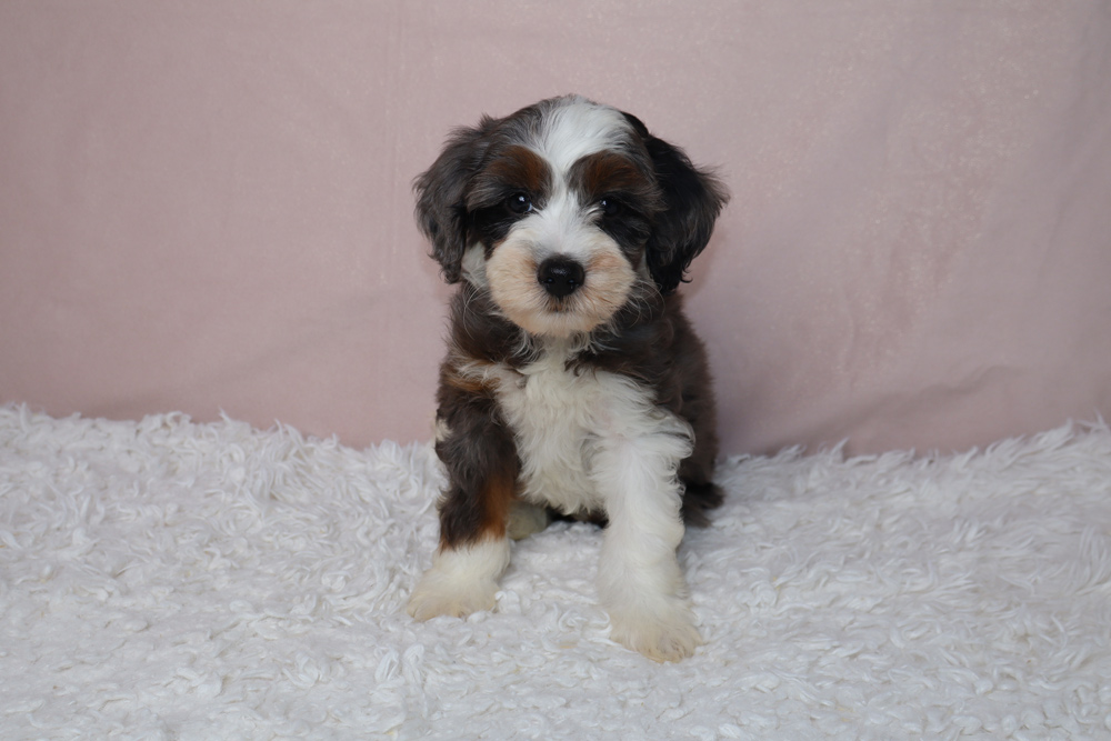 Cute tri-color puppy sitting on a white fluffy rug against a pale pink background.