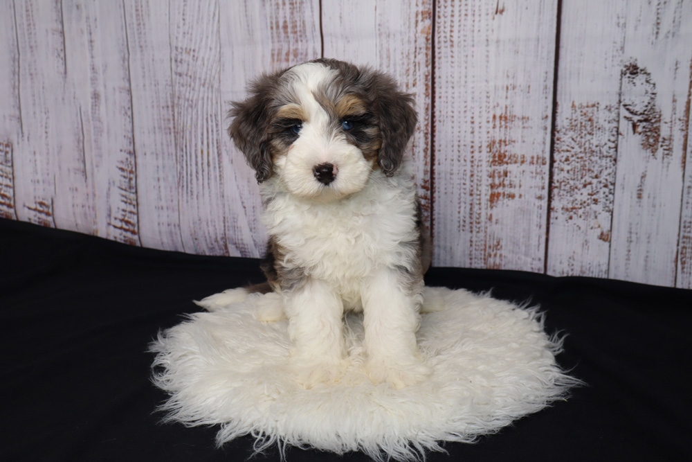 Adorable fluffy tricolor puppy sitting on a white shag rug against a wooden paneled backdrop.