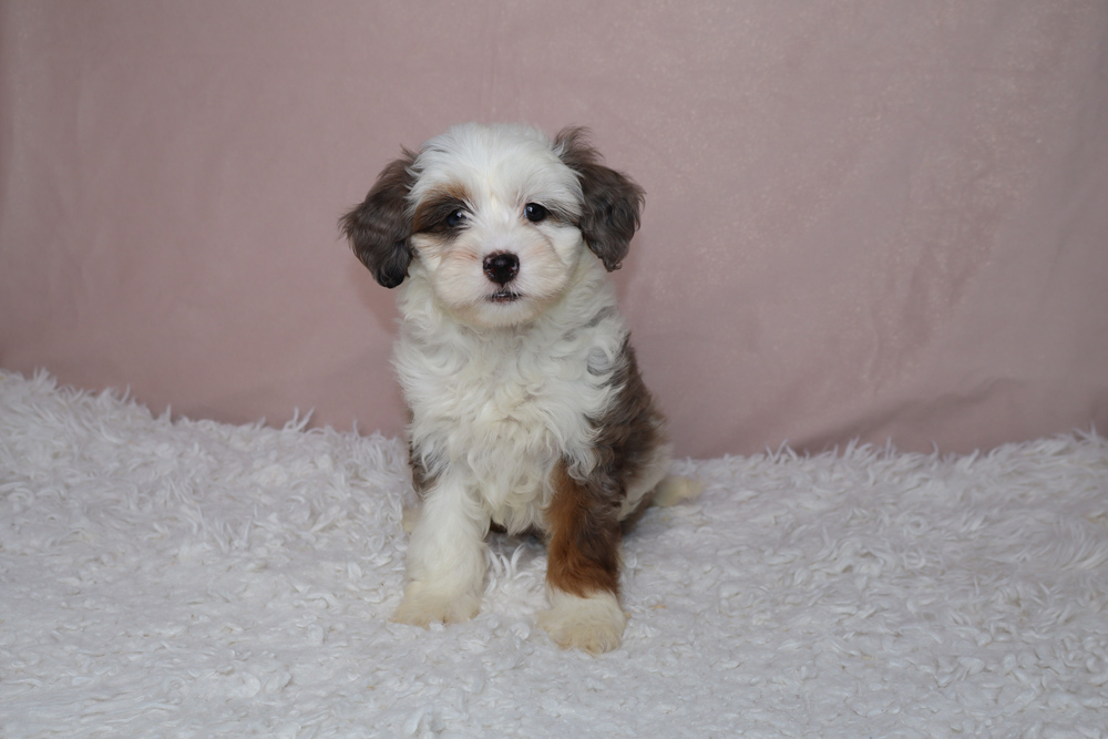 A small fluffy puppy with white, brown, and black fur sits on a white shag rug against a pink wall, looking at the camera.