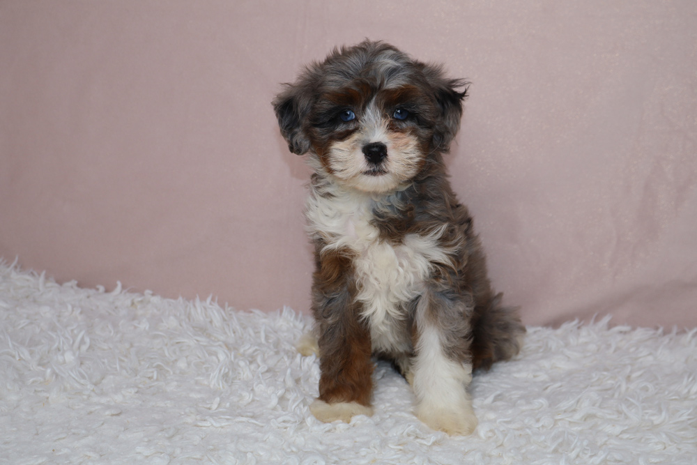 Cute fluffy puppy with brown, white, and gray fur sitting on a white shag rug on a pink backdrop.