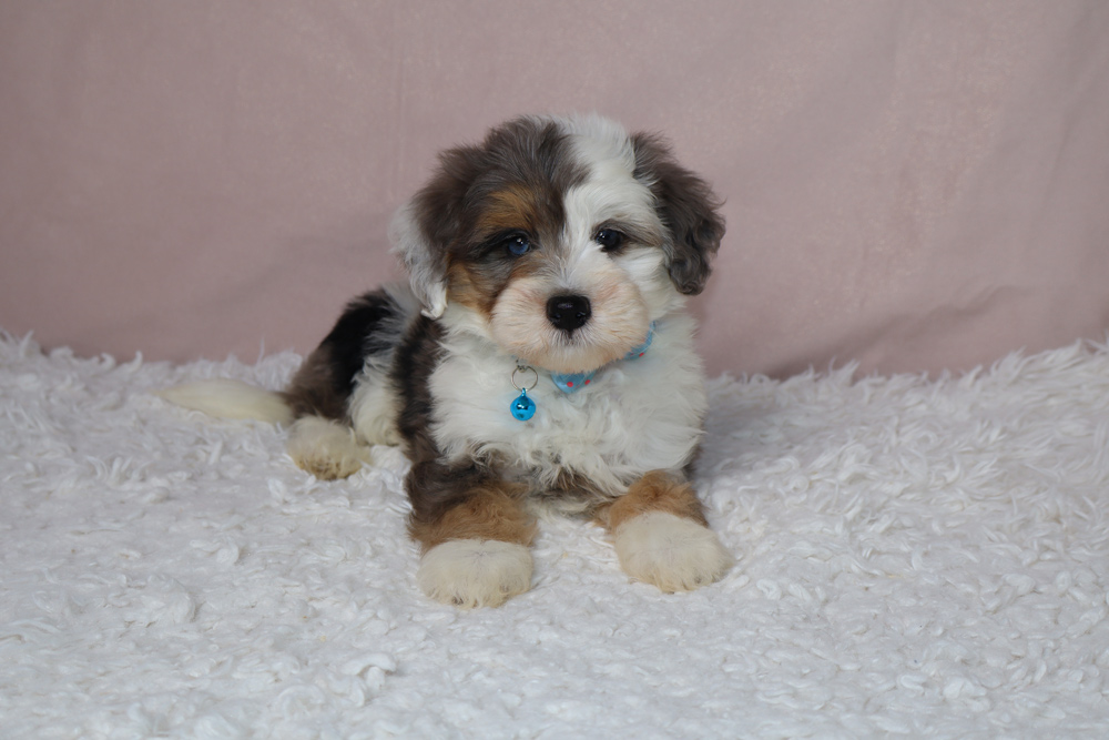 Cute tri-color puppy lying on a white fluffy rug, wearing a blue collar and tag.
